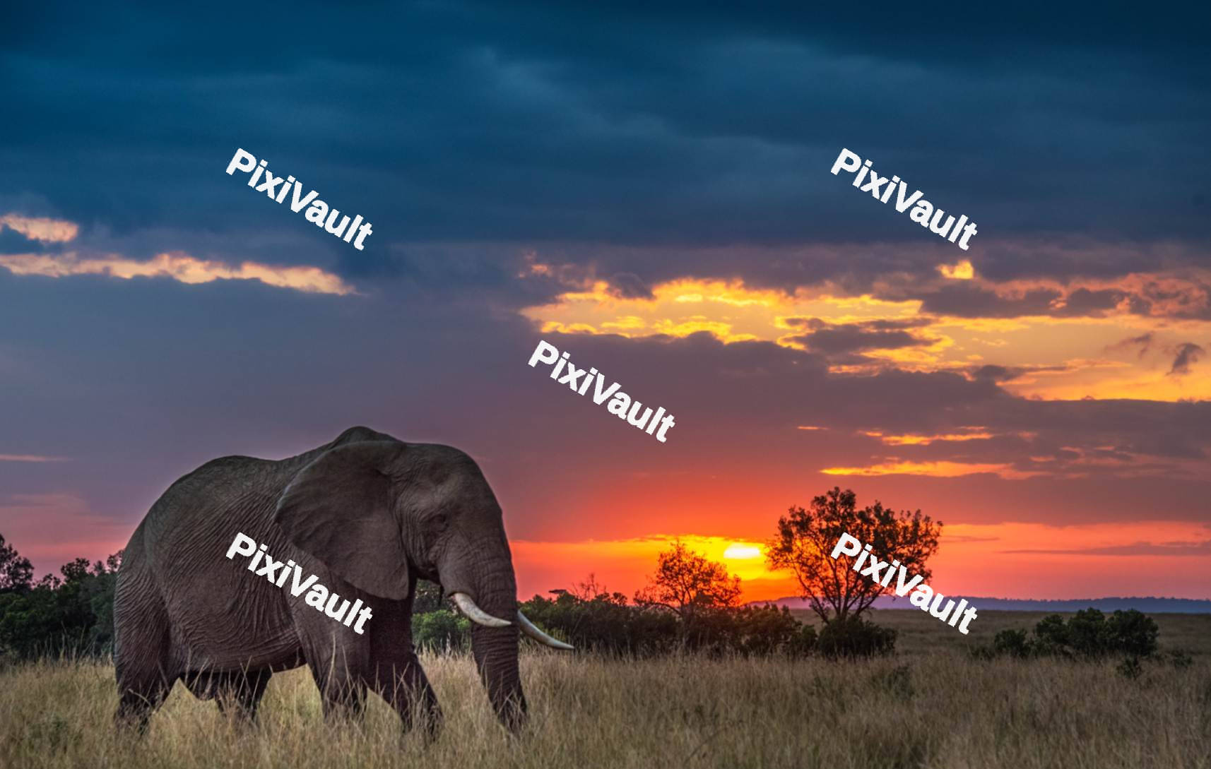 Elephant walking with a sunset